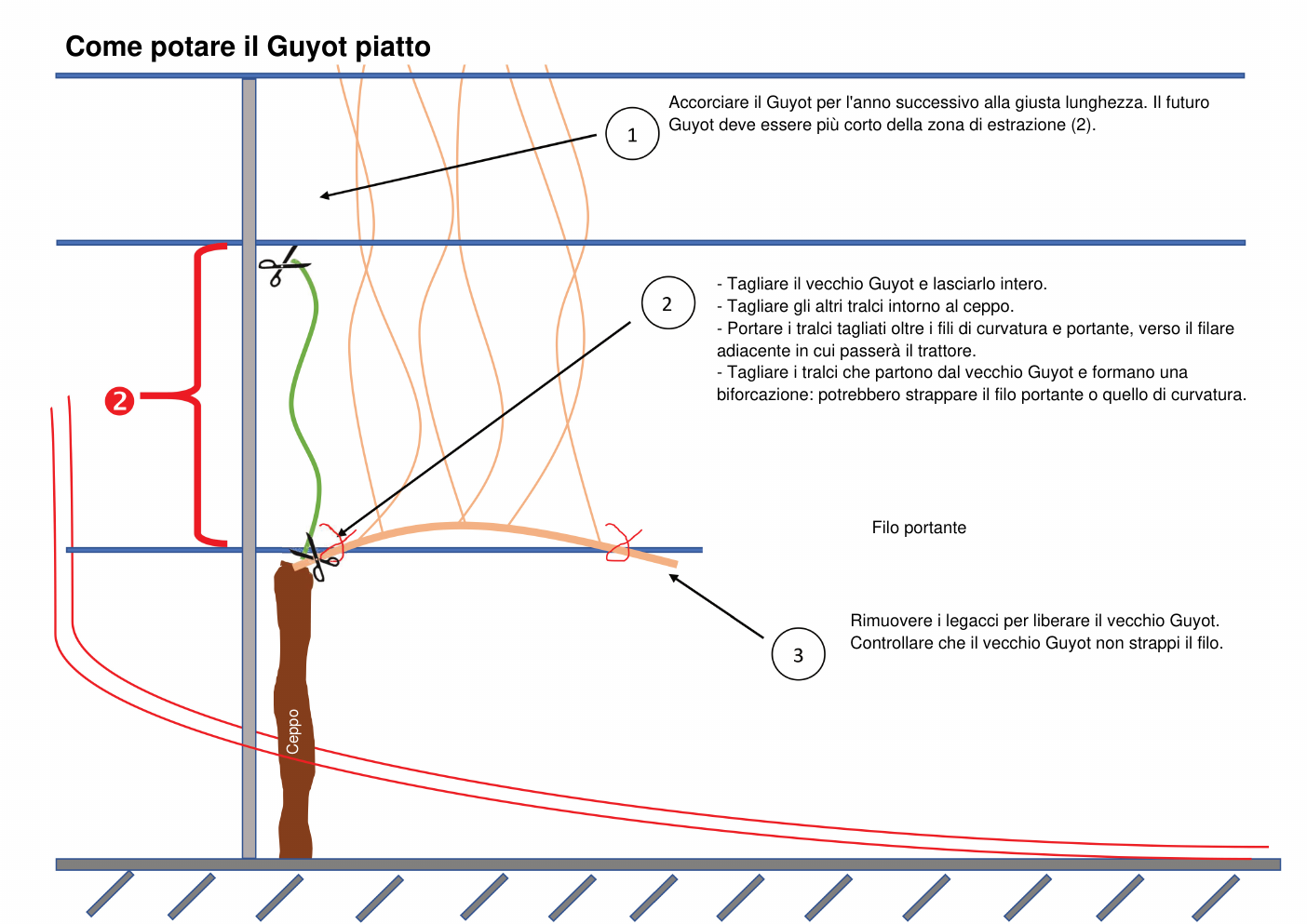 VSE 430 — Indicazioni per la potatura del Guyot piatto