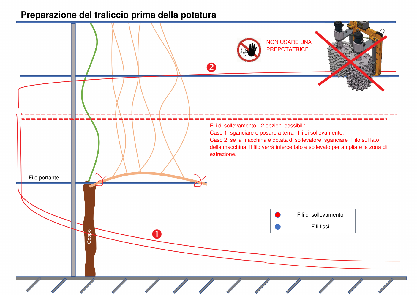 VSE 430 — Preparazione del tralcio prima della potatura