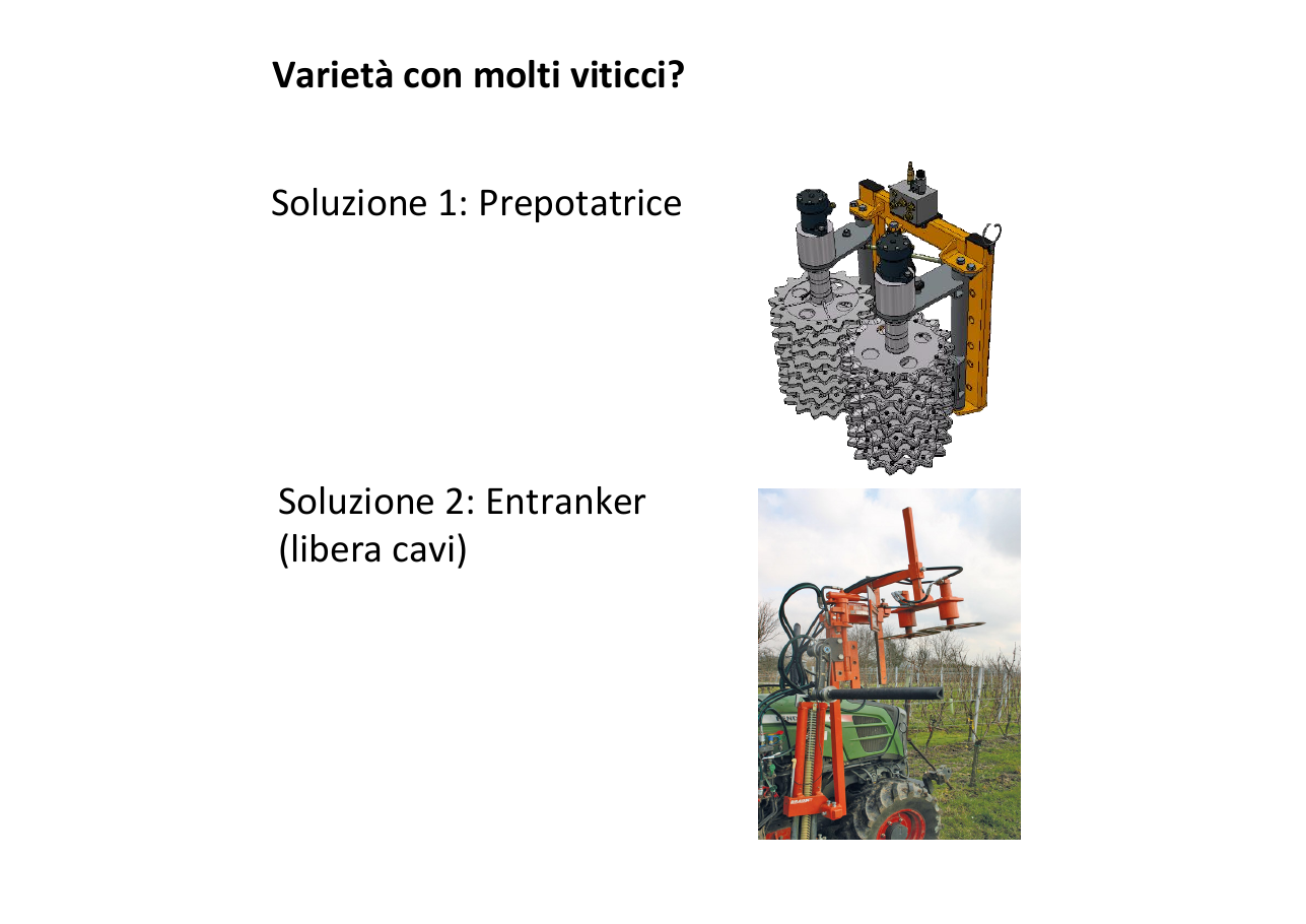 Soluzioni per varietà di vite con molti viticci